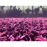 Cryptocoryne Wendtii ‘Flamingo’ in vitro