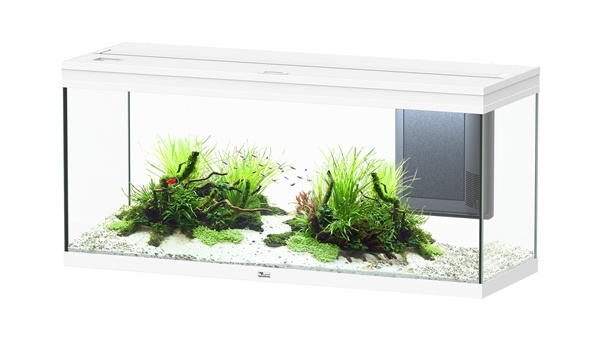 Volga 240 aquarium