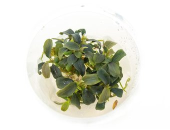 Bucephalandra 'Brownie Purple' in bakje