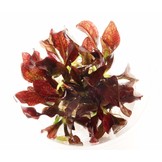 Echinodorus 'Little Mystery' in bakje