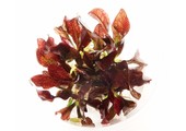 Echinodorus 'Little Mystery' in bakje