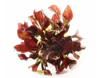 Echinodorus 'Little Mystery' in bakje