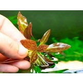 Echinodorus 'Little Mystery' in bakje