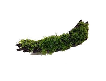 Driftwood S met Vesicularia dubyana