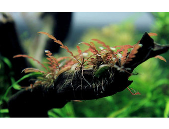 Driftwood S met Hygrophila pinatifida