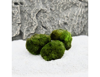 Mosbol Chladoflora M 3-4cm