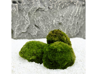 Mosbol Chladoflora XL 4-7cm