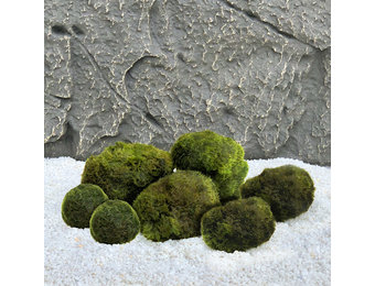 Mosbol Combinatie set 7st