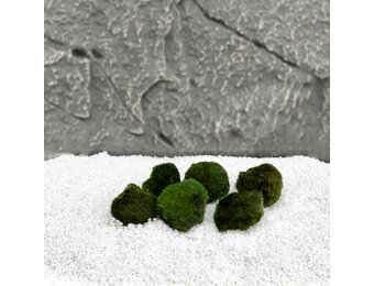 Mosbol Chladoflora SS 2cm