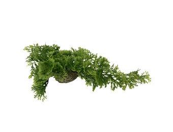 Hangend Mos 5cm Groen
