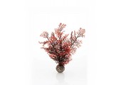 Sea fan crimson small 20cm