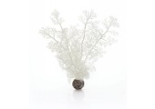 Sea fan white medium 30cm