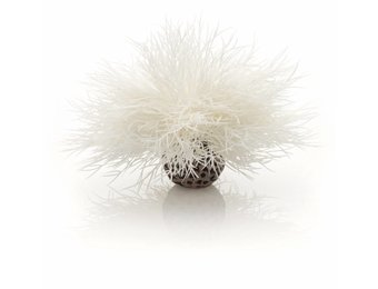 Sea lily white