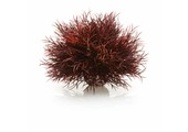 Sea lily crimson