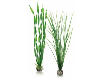 Easy plants 2x large groen