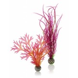 Easy plant 2x medium red/pink