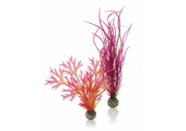 Easy plant 2x medium red/pink