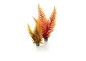 Easy plants 2x medium herfst varen