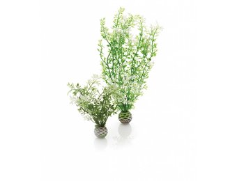 Easy plants 2x medium winter bloemen