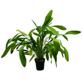 Echinodorus Horomanii - Extra Groot