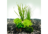 Plantenpakket Nano