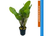 Echinodorus Reni - Extra Groot