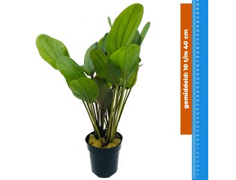 Echinodorus Reni - Extra Groot
