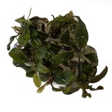 Bucephalandra Deep Purple in vitro bakje