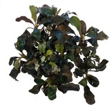 Bucephalandra Sp. Red in vitro bakje