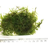 Doe-het-zelf Decoratie set Hout