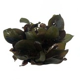 Echinodorus Reni in vitro bakje