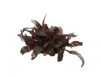 Alternanthera Reineckii Pink In Vitro bakje