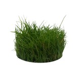 Eleocharis Parvula in vitro bakje nr 41