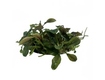 Bucephalandra Deep Purple in vitro bakje