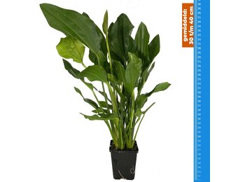 Echinodorus Argentinensis - Extra Groot