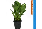 Echinodorus Harbich - Extra Groot