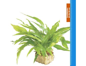 Microsorium Pteropus - Extra Groot