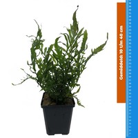 Waterplant Bolbitus Heudelotti - Extra Groot