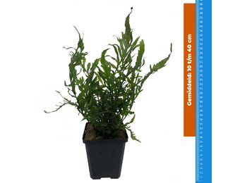 Bolbitus Heudelotti - Extra Groot