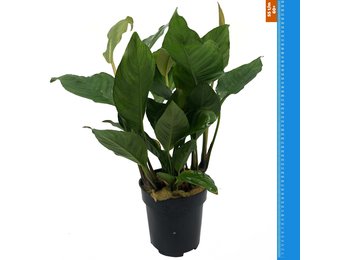 Anubias Heterophylla - Extra Groot