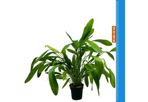 Echinodorus Horomanii - Extra Groot