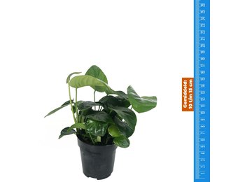 Anubias Nana - Extra Groot