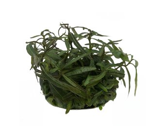 Hygrophila lancea in vitro bakje