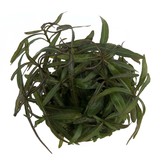 Hygrophila lancea in vitro bakje