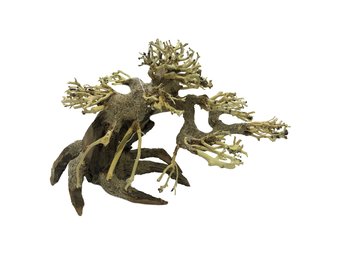 Bonsai Driftwood S