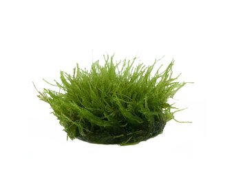 Taxiphyllum sp. Giant in vitro bakje