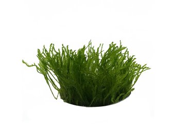 Taxiphyllum sp. Spiky in vitro bakje