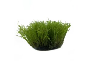 Taxiphyllum Alternans Taiwan moss in vitro bakje