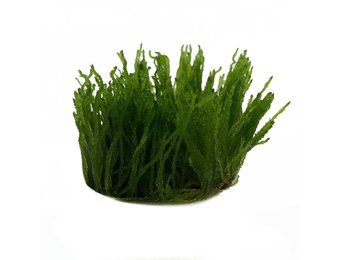 Taxiphyllum sp. Flame in vitro bakje