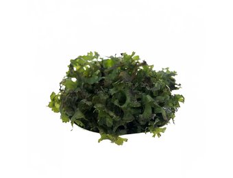 Monosolenium pelia in bakje